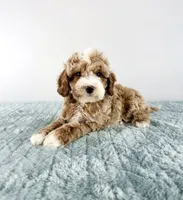 Toffee, a male Cavapoo for sale in Indianapolis, IN – 2 of 5