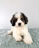 Dave, a male Miniature Bernedoodle for sale in Indianapolis, IN – 5 of 5