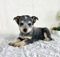 Brinley , a female Australian Cattle Dog for sale in Indianapolis, IN – Photo 2 of 5