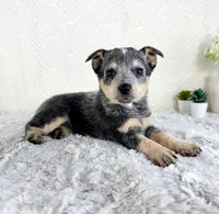 Brinley , a female Australian Cattle Dog for sale in Indianapolis, IN – Photo 4 of 5