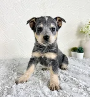Brinley , a female Australian Cattle Dog for sale in Indianapolis, IN – Photo 5 of 5