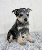 Brinley , a female Australian Cattle Dog for sale in Indianapolis, IN – Photo 3 of 5