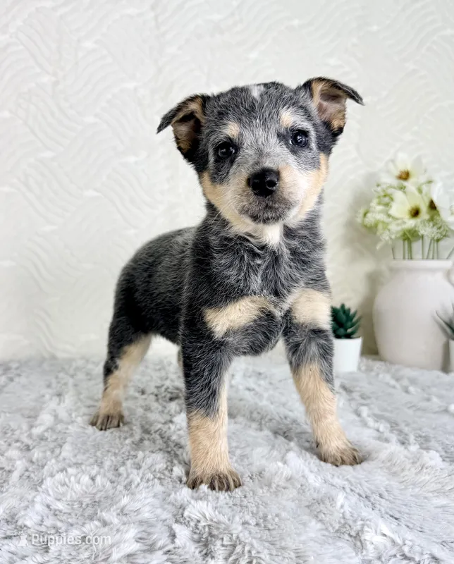Brinley  – Australian Cattle Dog puppy for sale in Indianapolis, IN