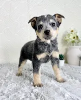 Brinley , a female Australian Cattle Dog for sale in Indianapolis, IN – Photo 1 of 5