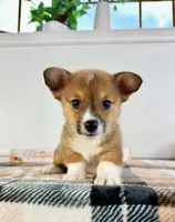  CKC MJ, a female Pembroke Welsh Corgi for sale in Indianapolis, IN – 4 of 5