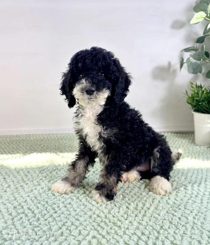 Salem – Miniature Bernedoodle puppy for sale in Indianapolis, IN
