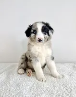 Rocket, a male Aussiedoodle for sale in Indianapolis, IN – 1 of 5