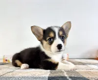 CKC Gwen, a female Pembroke Welsh Corgi for sale in Indianapolis, IN – 3 of 4