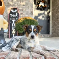 Waylon, a male Australian Cattle Dog for sale in Indianapolis, IN – 1 of 5