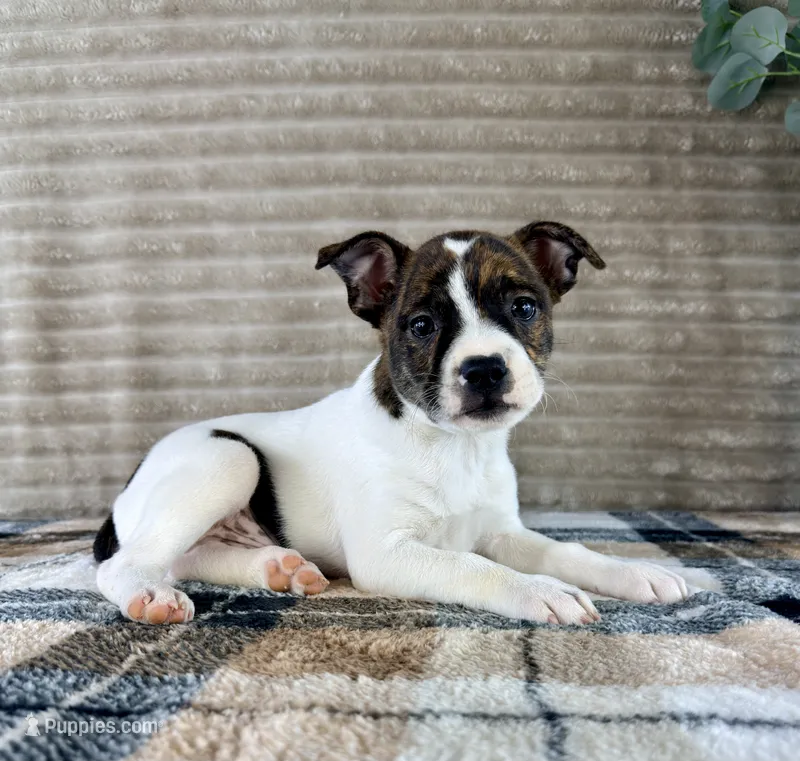 Michelangelo – Boston Terrier, Rat Terrier puppy for sale in Indianapolis, IN