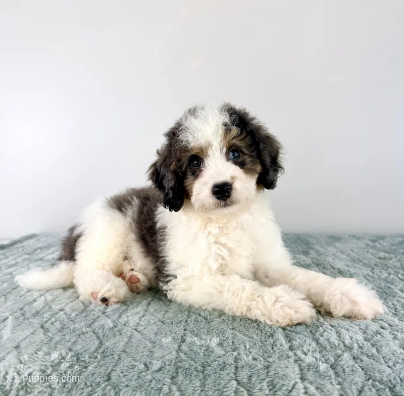 Dave – Miniature Bernedoodle puppy for sale in Indianapolis, IN