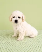 Bo , a male Bichon Frise for sale in Indianapolis, IN – 2 of 5