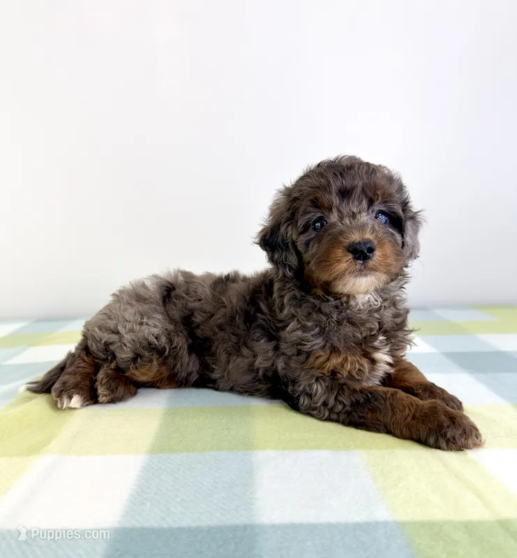Bo Peep – Miniature Bernedoodle puppy for sale in Indianapolis, IN