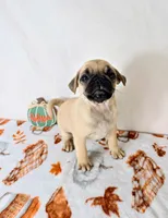 Frank, a male Pug for sale in Indianapolis, IN – 3 of 5