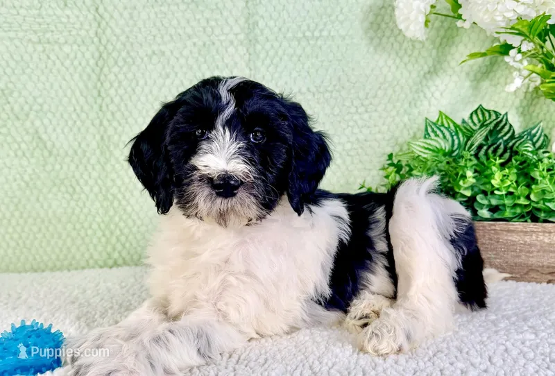 Dallas – Miniature Bernedoodle puppy for sale in Indianapolis, IN