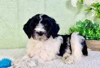 Dallas, a male Miniature Bernedoodle for sale in Indianapolis, IN – Photo 1 of 5