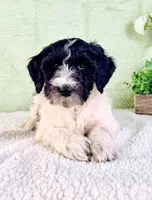 Dallas, a male Miniature Bernedoodle for sale in Indianapolis, IN – Photo 2 of 5