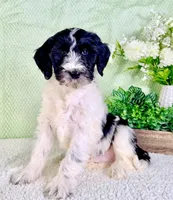 Dallas, a male Miniature Bernedoodle for sale in Indianapolis, IN – Photo 5 of 5