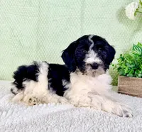 Dallas, a male Miniature Bernedoodle for sale in Indianapolis, IN – Photo 3 of 5