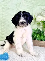 Dallas, a male Miniature Bernedoodle for sale in Indianapolis, IN – Photo 4 of 5