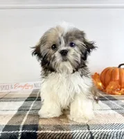 AKC Bentley, a male Shih Tzu for sale in Indianapolis, IN – 3 of 5