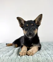 Xena, a female Australian Cattle Dog and German Shepherd Dog for sale in Indianapolis, IN – 2 of 5