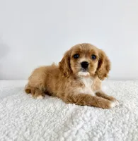 Charlie, a male Cavapoo for sale in Indianapolis, IN – 2 of 5