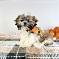 AKC Henry, a male Shih Tzu for sale in Indianapolis, IN – 2 of 5