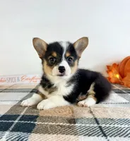 CKC Miles, a male Pembroke Welsh Corgi for sale in Indianapolis, IN – 2 of 5