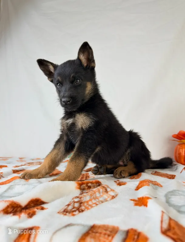 Bear – German Shepherd Dog puppy for sale in Indianapolis, IN