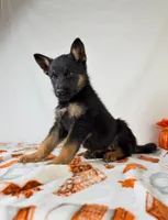 Bear, a male German Shepherd Dog for sale in Indianapolis, IN – 1 of 5
