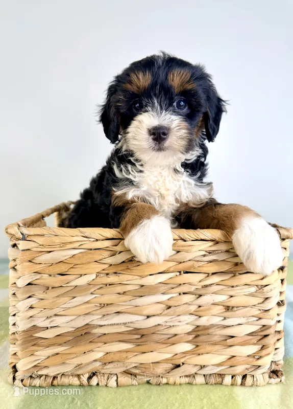 Dolly – Miniature Bernedoodle puppy for sale in Indianapolis, IN