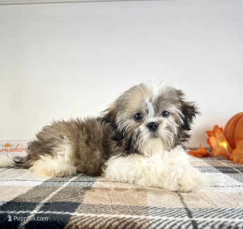 AKC Bentley – Shih Tzu puppy for sale in Indianapolis, IN