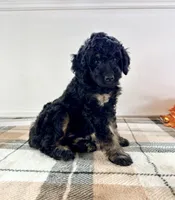 Luna, a female Miniature Bernedoodle for sale in Indianapolis, IN – 3 of 5