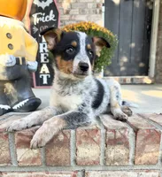 Boone, a male Australian Cattle Dog for sale in Indianapolis, IN – 5 of 5
