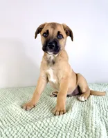 Diesel, a male Border Collie and Cane Corso for sale in Indianapolis, IN – 2 of 6