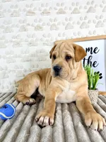 Hudson, a male Chinese Shar-Pei and Cocker Spaniel for sale in Indianapolis, IN – Photo 5 of 5