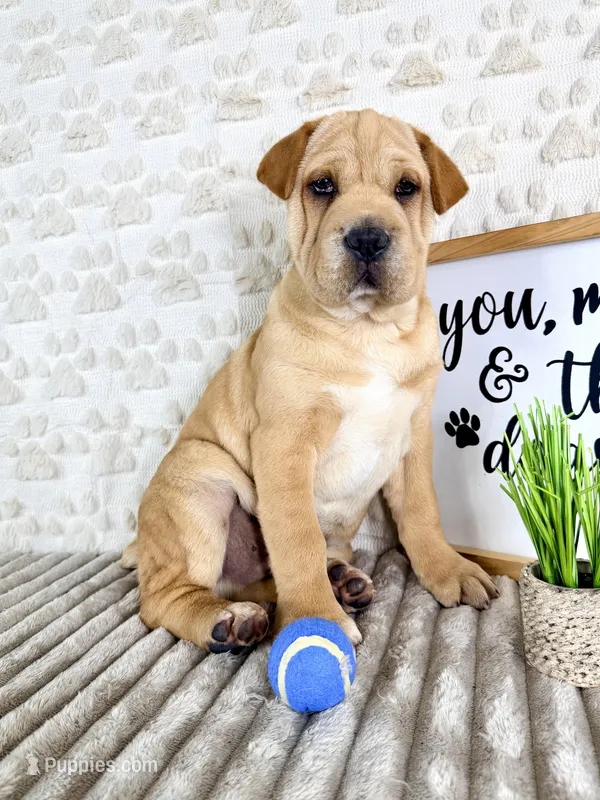 Hudson – Chinese Shar-Pei, Cocker Spaniel puppy for sale in Indianapolis, IN