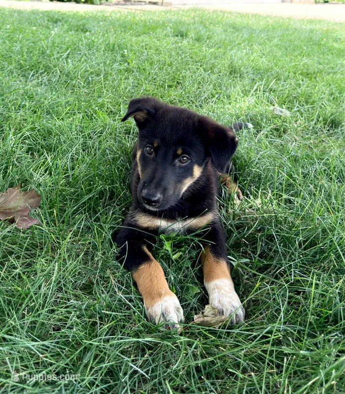 Thor – Australian Cattle Dog, German Shepherd Dog puppy for sale in Indianapolis, IN