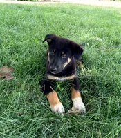 Thor, a male Australian Cattle Dog and German Shepherd Dog for sale in Indianapolis, IN – 1 of 5