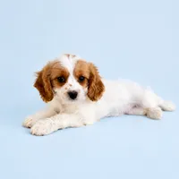 Angel, a female Cavapoo for sale in Indianapolis, IN – 5 of 5