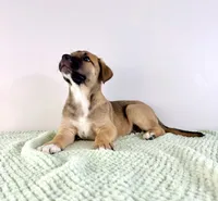 Mack, a male Border Collie and Cane Corso for sale in Indianapolis, IN – 4 of 6