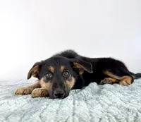 Denali, a female Australian Cattle Dog and German Shepherd Dog for sale in Indianapolis, IN – 3 of 4