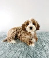 Muffin, a female Cavapoo for sale in Indianapolis, IN – 2 of 5