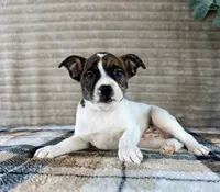 Michelangelo, a male Boston Terrier and Rat Terrier for sale in Indianapolis, IN – 4 of 5