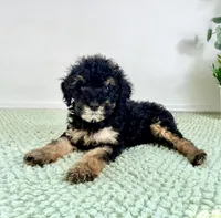Sabrina, a female Miniature Bernedoodle for sale in Indianapolis, IN – 2 of 5