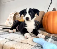 Oakley, a male Border Collie for sale in Indianapolis, IN – 5 of 6