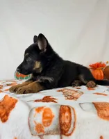 Skye, a female German Shepherd Dog for sale in Indianapolis, IN – 4 of 5