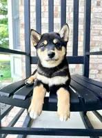 Shang, a male Shiba Inu for sale in Indianapolis, IN – 4 of 6
