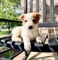 Daisy, a female Australian Cattle Dog for sale in Indianapolis, IN – Photo 4 of 6